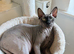 Male neutered loving cat looking for a new home