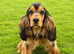 Sagrisieo’s KC Show type Cocker Spaniels