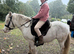 Mini Cob Gelding