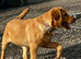 RKC REG'D GOLDEN YELLOW BEAUTIFUL LAB PUPS