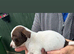 Jack Russell puppies