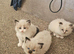 Male Ragdoll kitten