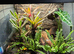 Phyllobates terribilis X2 with full setup