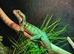 Australian Water Dragon Juvenile