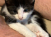 Beautiful black and white girl available now