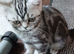 Kittens looking for home