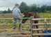 Companion/Retirement Home Needed for Thoroughbred Mare