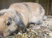 Mini lop baby boy chocolate harlequin