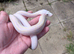 Male cow reticulated python