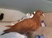 pigeons for sale