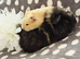 Boars available
