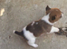 Jack Russell puppies