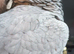 Tame African grey male