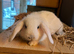 Mini lops