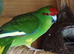 2 x Kakarikis for sale - Green with Yellow