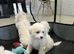 4 adorable bichon puppies