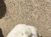 Teddy for sale