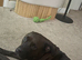 Rottweiler cross with staffy