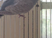 baby budgies for sale