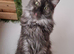 Pedigree Maine Coon female