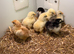 Pekin chicks