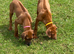 KC reg Rhodesian Ridgeback puppy