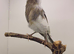 Persian hen canary
