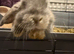 Loving baby bunny
