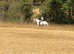 13.2hh,6 year old,mare,perfect all rounder