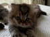 Pedigree British Shorthair