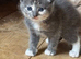 Last 3 kitty's