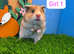 Beautiful Syrian Hamster Baby