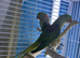 Alexandrine parrot Glasgow
