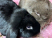 1 mini lop girl