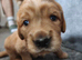 Golden Retriever Puppies (Some Red Fox colour)