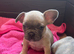French Bulldog Puppies