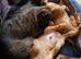2 boys still.looking for loving new homes.