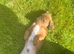 Ridgeback cross spaniel (cocker ridge)