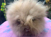 Lionhead Bunnies