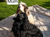 Beautiful Show Cocker Spaniel Puppies – Looking for Their Forever Homes