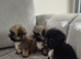 4girls looking for a loveing home