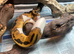 Pied Royal Pythons at Birmingham Reptiles