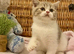 QUALITY TICA REG CHAMPION LINE FAWN BICOLOUR GIRL (READY NOW)