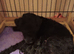 TOP QUALITY FELL TERRIER PUP