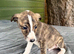 Lurcher puppies saluki grey beddlington