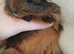 Rwady now this beautiful set of guinea pigs