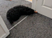 Female cockerpoo