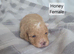 6 beautiful cavachon X cockapoo puppies
