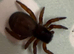 Tarantulas & jumping spiders!