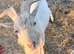 Male goat